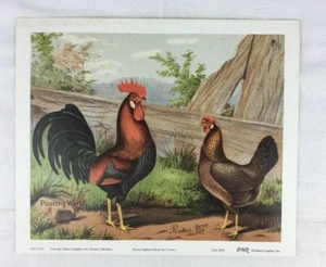 Brown Livorno Chicks I Porter Poultry World 1879 stampa artistica anni 90 repro 7x8,5 - Foto 1 di 6
