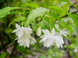 Wrightia Religiosa Double Flowering Plant live - Picture 1 of 5