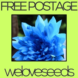 LOCAL AUSSIE STOCK - Rare Blue Colour Dahlia, Flower Seeds ~10x FREE SHIP - Picture 1 of 3
