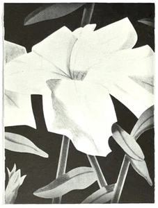 Alex Katz seltene 70er Jahre Kunstdruck Ankündigungskarte - Brooke Alexander Gallery NYC - Bild 1 von 9