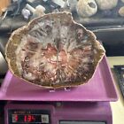 Petrified Fossilized Wood Slice Madagascar 1348 Grams  #2