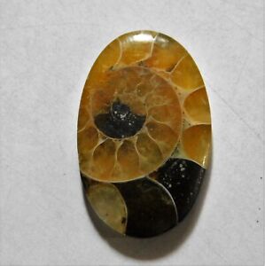 15.30 Cts Natural Ammonite Loose Cabochon Gemstone 25.5X16.5X3.7MM A-01