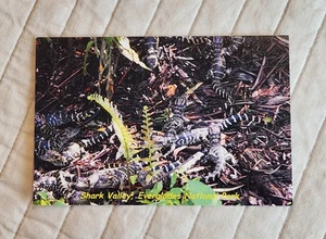 Postkarte - Shark Valley Everglades Nationalpark, Florida, USA - Bild 1 von 3