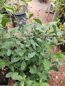 2 QUERCUS ILEX HOLLY HOLM OAK MEDITERRANEAN DALMATIAN LIVE PLANTS, 26 - 30 INCHS - Picture 1 of 6