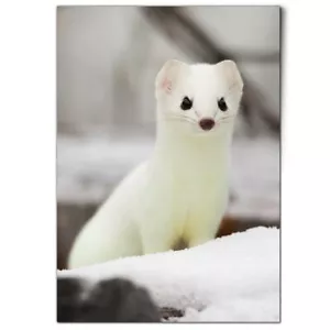 A1 - White Pretty Short Tailed Weasel Poster 59.4x84.1cm180gsm Print #16302 - Picture 1 of 6