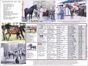 Race Horse MR PROSPECTOR Picture Pedigree 11x8.5 Outstanding racehorse sire - Picture 1 of 1