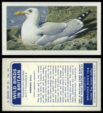 Herring Gull #44 Wild Birds In Britain 1965 Brooke Bond Tea Card