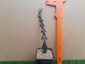Ceropegia armandii plantas tamaño +15 cm suculentas raras + certificado gratuito - Imagen 1 de 4