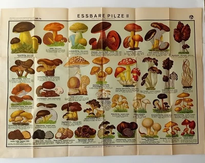 Edible Mushrooms II Original 1940's Poster - Image 1 of 4