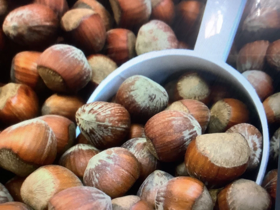 5 tiny Hazelnut 6 Inch tall bareroot tree, Live Trees - Image 1 of 1