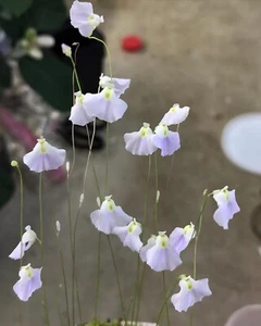 Utricularia livida "Mexico," Rare Tropical Carnivorous Bladderwort Plant - Picture 1 of 2