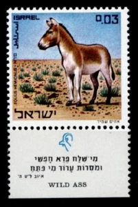 Esel. Syrischer Halbesel. 1W. Israel 1971 - Bild 1 von 1