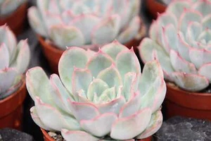 Echeveria 'Hercules' - Bild 1 von 4
