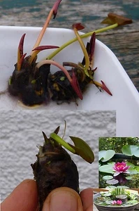 Zwergseerose "Nymphea Rose Arey Bonsai" für´s Aquarium Valentinsgeschenke Deko - Bild 1 von 1