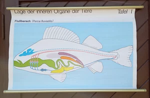 Schulwandkarte, Lehrtafel, Schulwandbild - Fische / Flußbarsch- - Picture 1 of 1