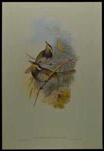 John Gould Fasciated Honey-eater Bird British Museum Official Limited Print - Picture 1 of 2