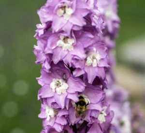 25 Delphinium Magic Fountains Cherry Blossom seeds - Picture 1 of 1