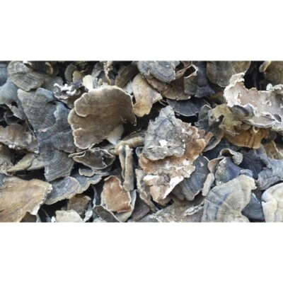 Cola de pavo seca EE. UU. entera y en polvo temporada 2025 Foto 1 de 2