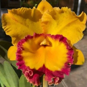 Pianta di Orchidea Cattleya Vaso del Tesoro Siam Misura 3-4 Pollici - Foto 1 di 4