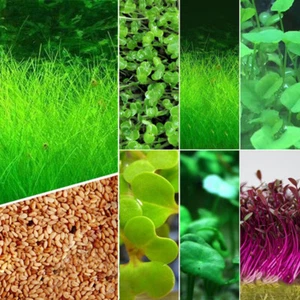 Aquarium Pflanze Samen Fischtank Wasser Gras Teppich Vordergrund Einfache Pflanzen - Bild 1 von 22