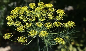 100 Semillas de Eneldo (Anethum Graveolens) - Imagen 1 de 5