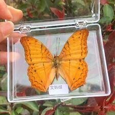 Exquisite butterfly real specimen for teaching decor and gifts free shipping