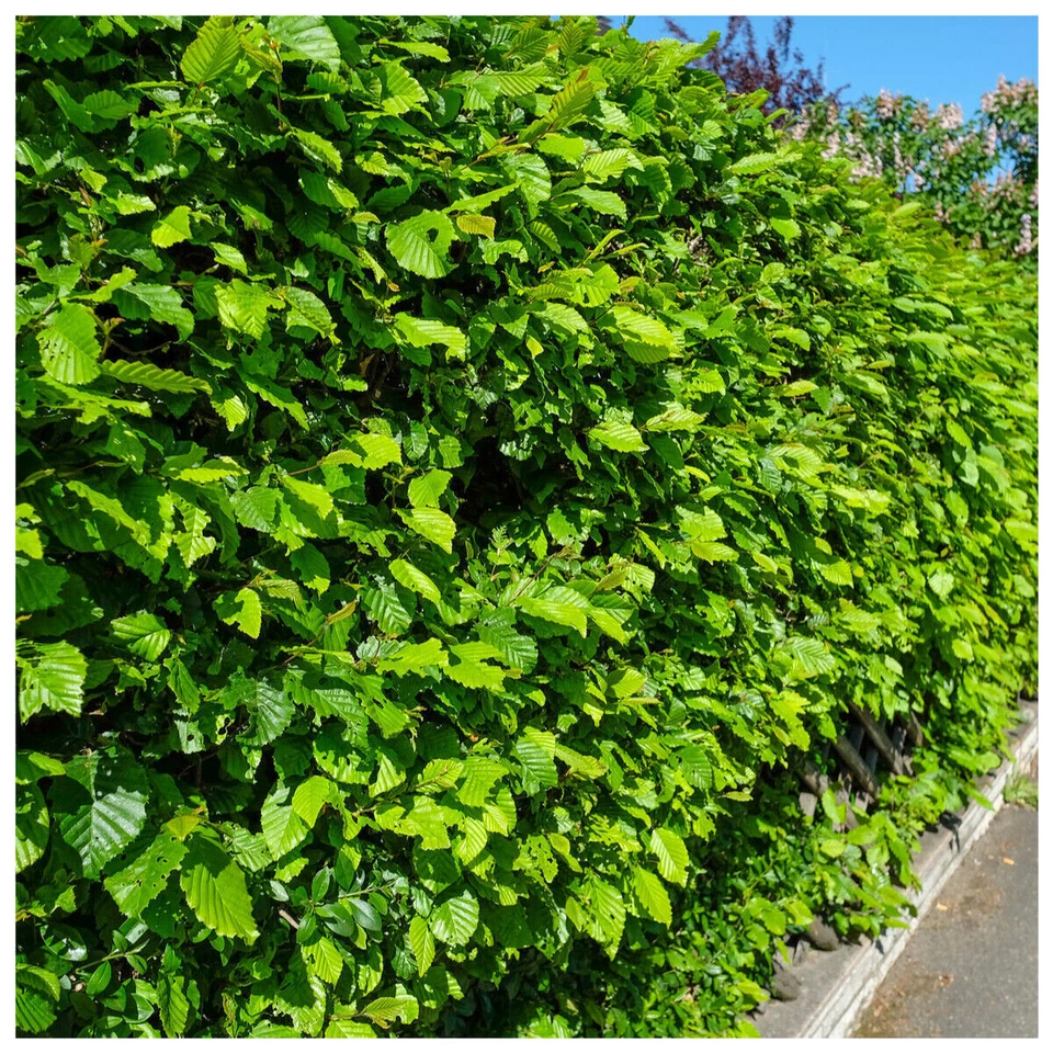 25 Hornbeam 2-3ft Hedging Plants,60-90cm Carpinus Betulus Trees.Winter Cover - Image 1 of 4