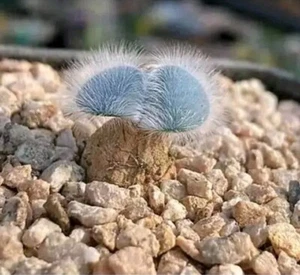 Strumaria villosa, 5 years old bulb about 0.5cm diameter, Rare succulent - Picture 1 of 3