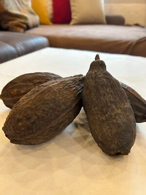 TROPICAL DECORATIONS Kakaoschote, Kakaobohnen, getrocknete Kakaofrucht, getrocknete Kakaobohne