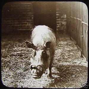 Linterna mágica de vidrio Slide A WART HOG C1910 ZOO - Imagen 1 de 2