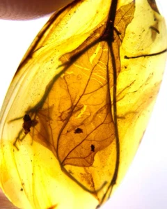 Cretaceous Fossil Burmese amber burmite rare leaf plants amber Fossil Myanmar - Picture 1 of 6