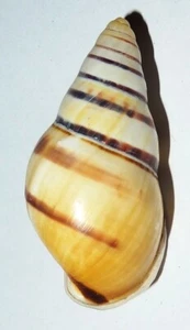Amphidromus maroeabbasi - Indonesian Land Snail Shell - 35mm F++ #7512 - Picture 1 of 2
