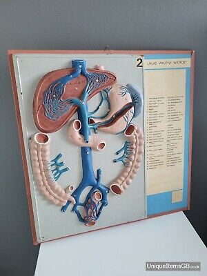 1920s Original Early Anatomical Poster / Model Of The Portal Liver System • 145£