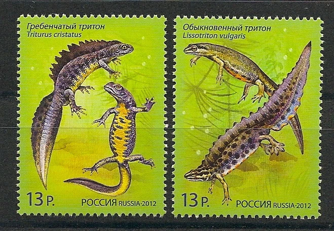 Russia 2012 Joint Issue Belarus Fauna Reptile Newts - Image 1 of 1