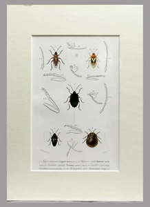 INSECTOS 1845 - D ́ORBIGNY - COLOREADO A MANO CON PASSEPARTOUT (00543) - Imagen 1 de 2