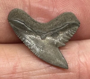 extinct TIGER SHARK TOOTH FOSSIL Santa Fe River FLORIDA ADUNCUS early MIOCENE - Picture 1 of 2