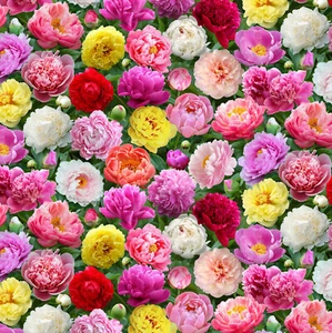 BURST OF COLOR ELIZABETH'S STUDIO PEONY PEONIES FLOWER COTTON FABRIC HY - Picture 1 of 1