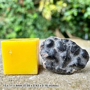 Echte Glyphithyreeus Wetherelli fossile Krabbe, Eozän: Isle of Sheppey, Kent - - Bild 1 von 1