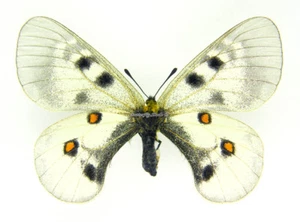 Unmontierter Schmetterling/Papilionidae - Parnassius nordmanni nordmanni, FEM, Russland - Bild 1 von 2