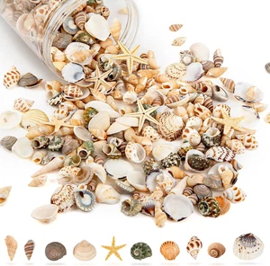 Tiny Sea Shells & 6 Starfish Decor Mixed Ocean Beach Spiral Seashells for Home D - Picture 1 of 12
