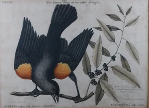 Grabado gráfico en cobre estrella negra Star Seligmann Nuremberg Fleischmann ~ 1750 - Imagen 1 de 6