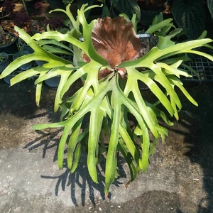 Sporen Platycerium Minibell Hirschhornfarn Hybride selten von Artandplants Thailand - Bild 1 von 5