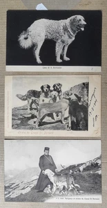CANE DOG SAN BERNARDO-LOTTO 3 CARTOLINE-D11-185 - Picture 1 of 1