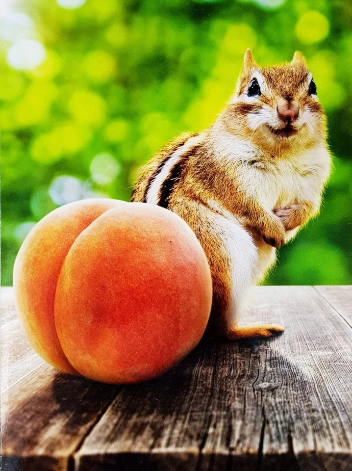 AVANTI GET WELL CARD "Hope You're Feeling Peachy Soon!" Squirrel Animal Peach  - Image 1 of 4