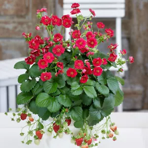Strawberry 'Summer Breeze Rose'. Plug Plant x 4. Everbearer. Pink Flowers - Picture 1 of 3