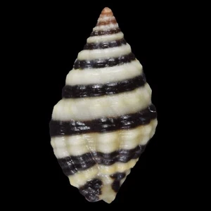 ENGINA MELANOZONA f.B (Mactan Isl., Philippinen) 8,9 mm #42344 - Bild 1 von 3