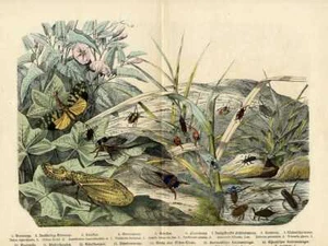 1868 HANSELMANN HC LITOGRAFIA testa di arachidi lanterna mosca, cicale, insetti,... - Foto 1 di 2