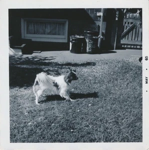 Snapshot Vintage Photo Playful Dog Pet Animal Papillon Longhaired Chihuahua? - Picture 1 of 6