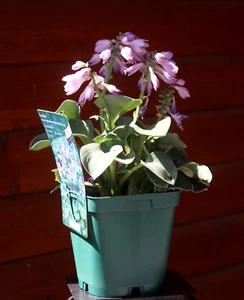 Mausohrenfunkie Funkie ‘Blue Mouse Ears’ - Hosta tokudama Staude im 1-Liter Topf - Bild 1 von 2