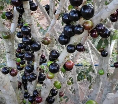 Plinia sp - Vilela Especial - Image 1 of 4